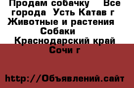 Продам собачку  - Все города, Усть-Катав г. Животные и растения » Собаки   . Краснодарский край,Сочи г.